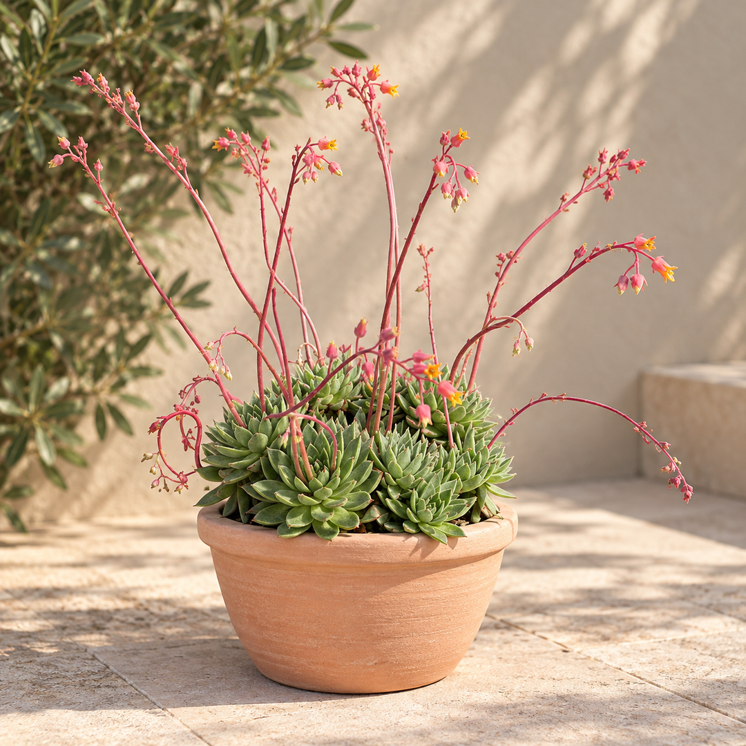 Echeveria Gigante 3 años