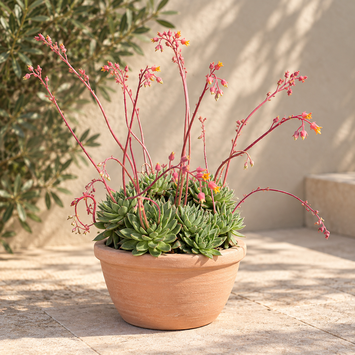 Echeveria Gigante 3 años