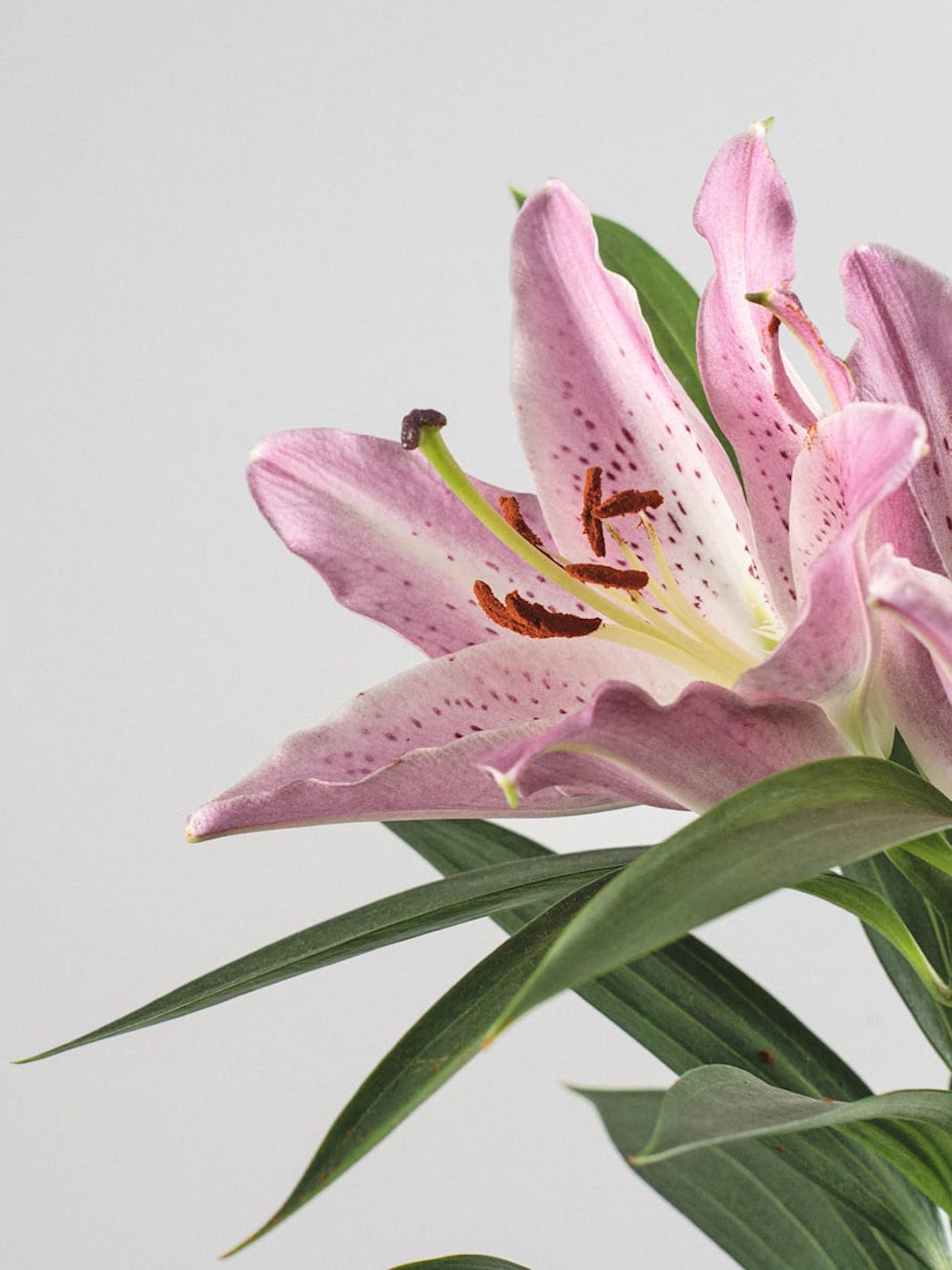 Lili (Lilium Oriental)