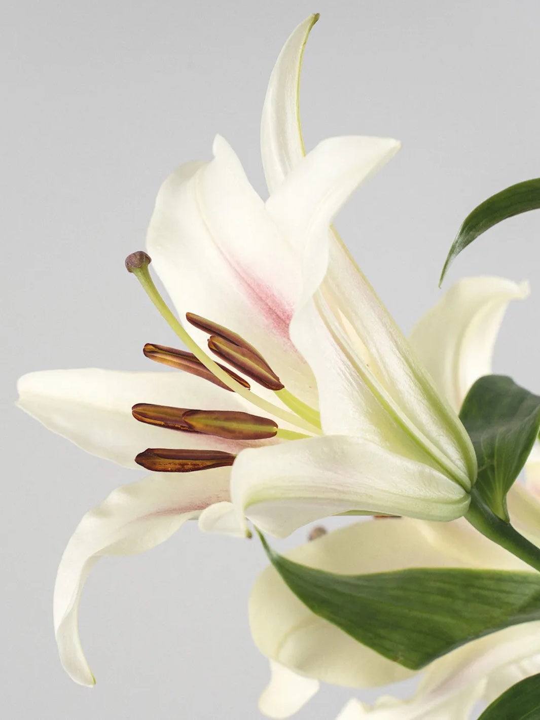 Lili (Lilium Oriental)