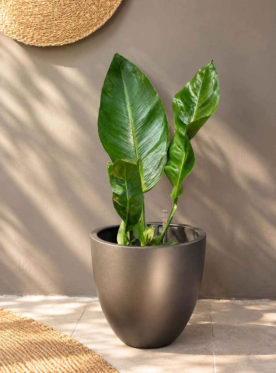 Antonia XL (Anturio Coriaceum)