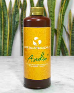 Asedio 1 Lt