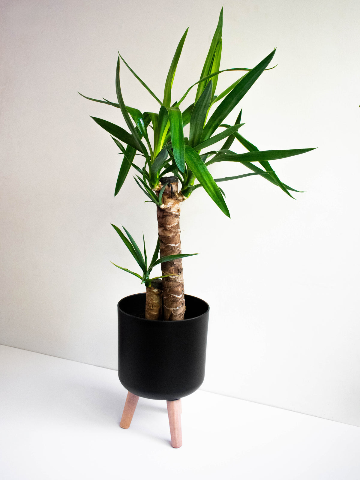 Yolanda dúo M (Yucca) - Macetero Plástico