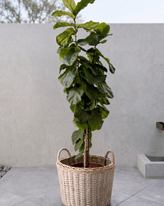 Fidel XXL (Ficus Lyrata)