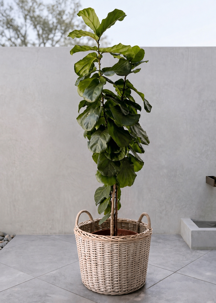 Fidel XXL (Ficus Lyrata)