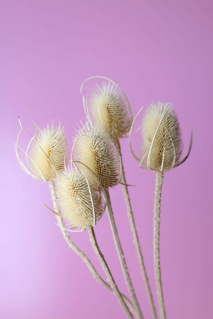 cardo blanco 2
