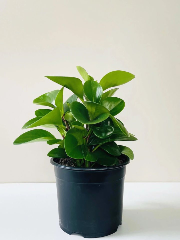 Peperomia Magnolifolia