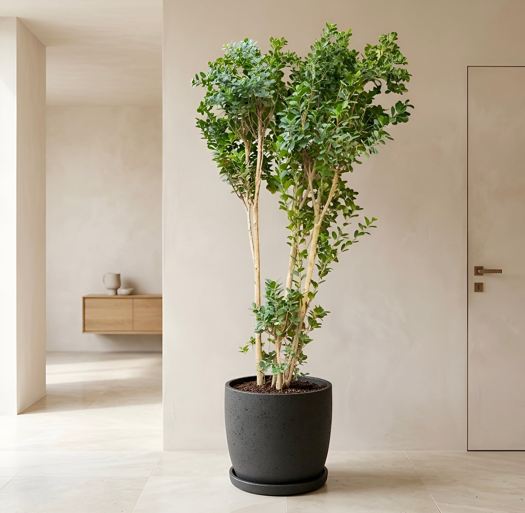 Moclame XXXL (Ficus Moclame)