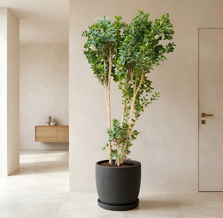 Moclame XXXL (Ficus Moclame)