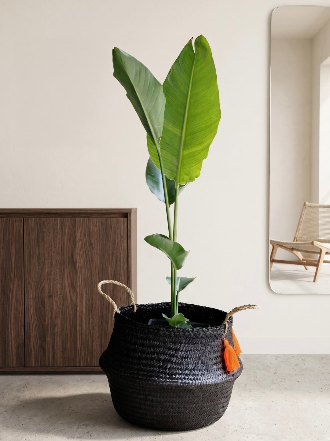 Nicolas XL (Strelitzia Nicolai)
