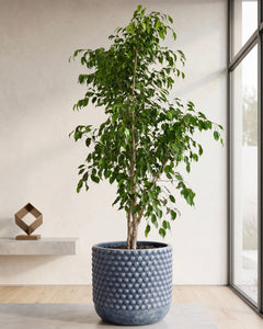 Bill XXL (Ficus Benjamina)