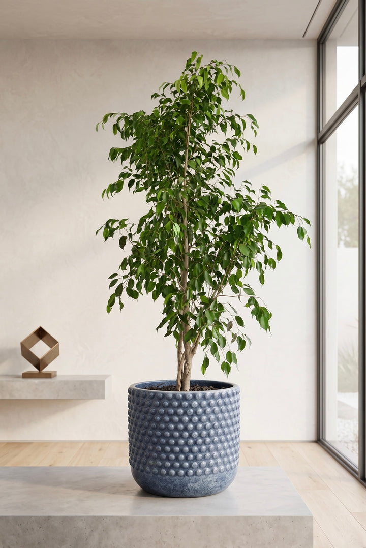 Bill XXL (Ficus Benjamina)