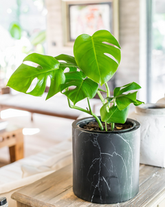 Mariana L (Monstera Deliciosa)