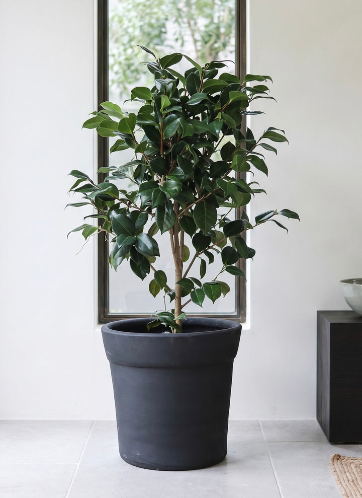 Celia XL (Camelia)