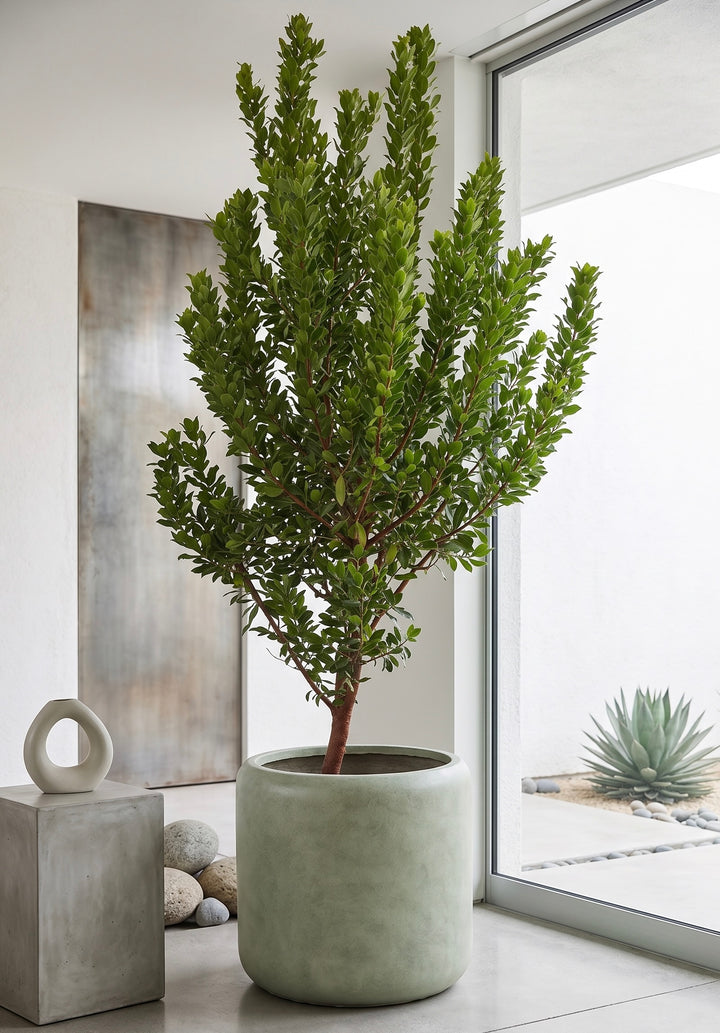 Madroño (Arbutus Unedo)