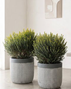 Mirto (Myrtus communis)