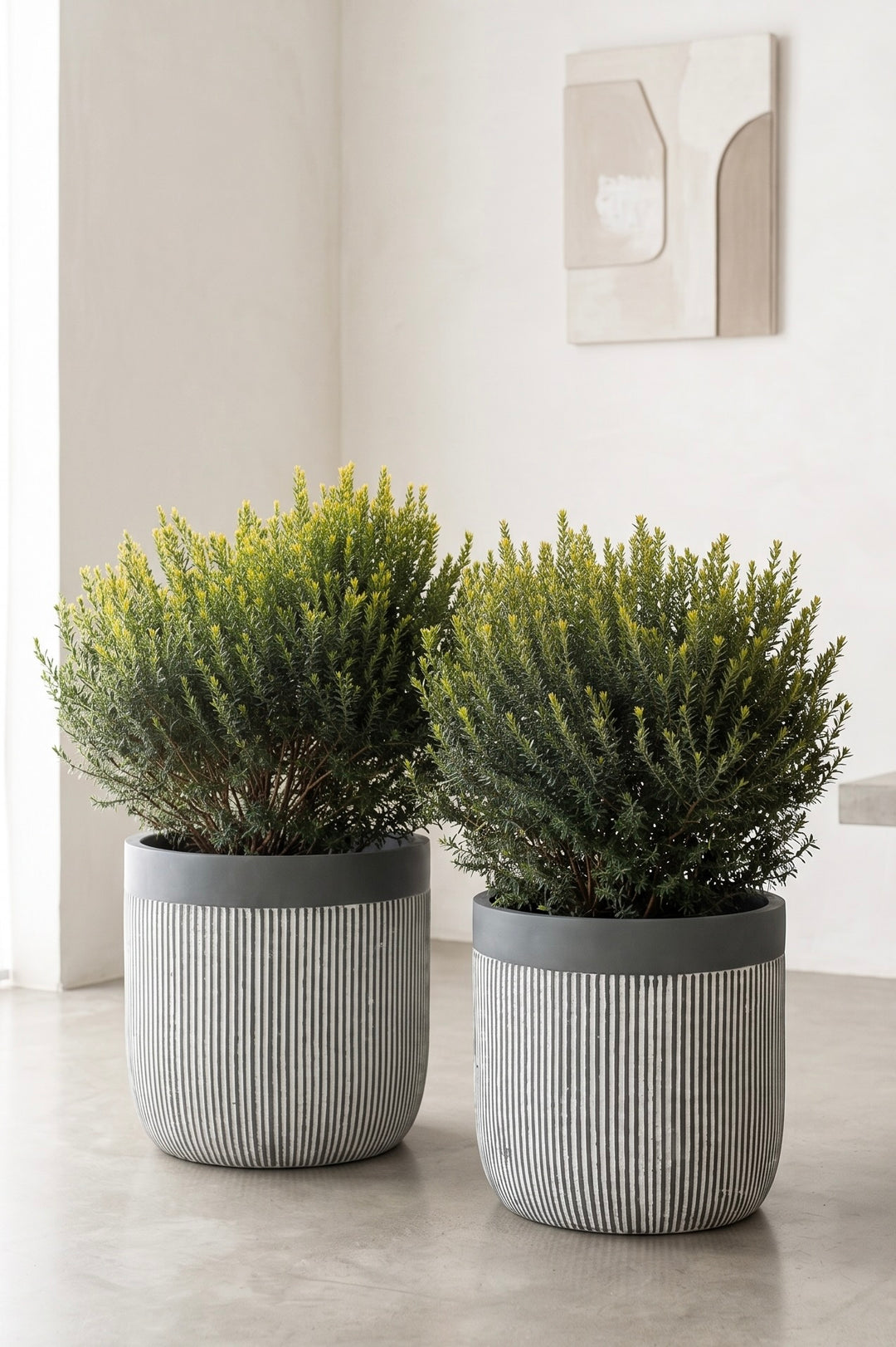 Mirto (Myrtus communis)