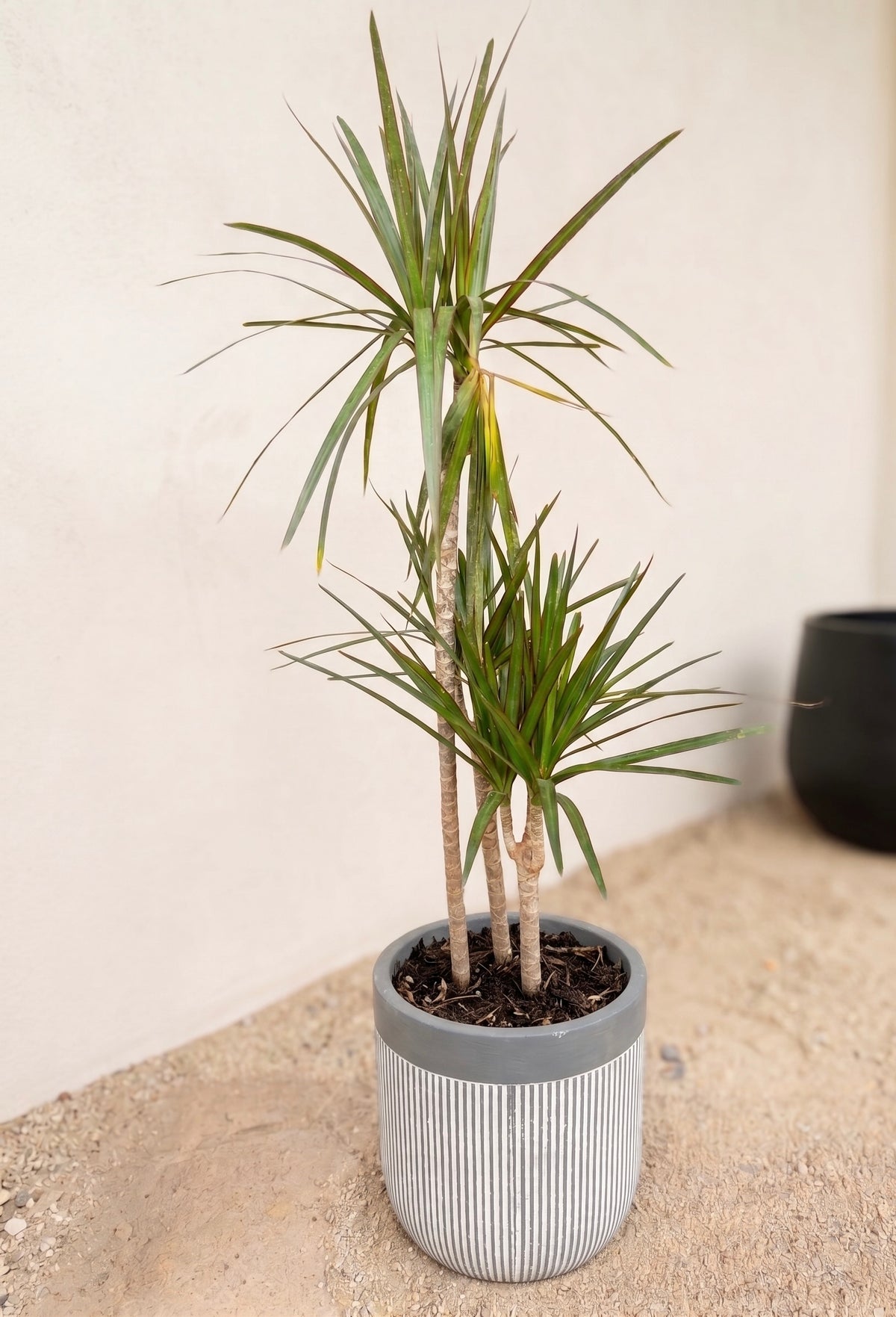 Dracena Marginata Trio
