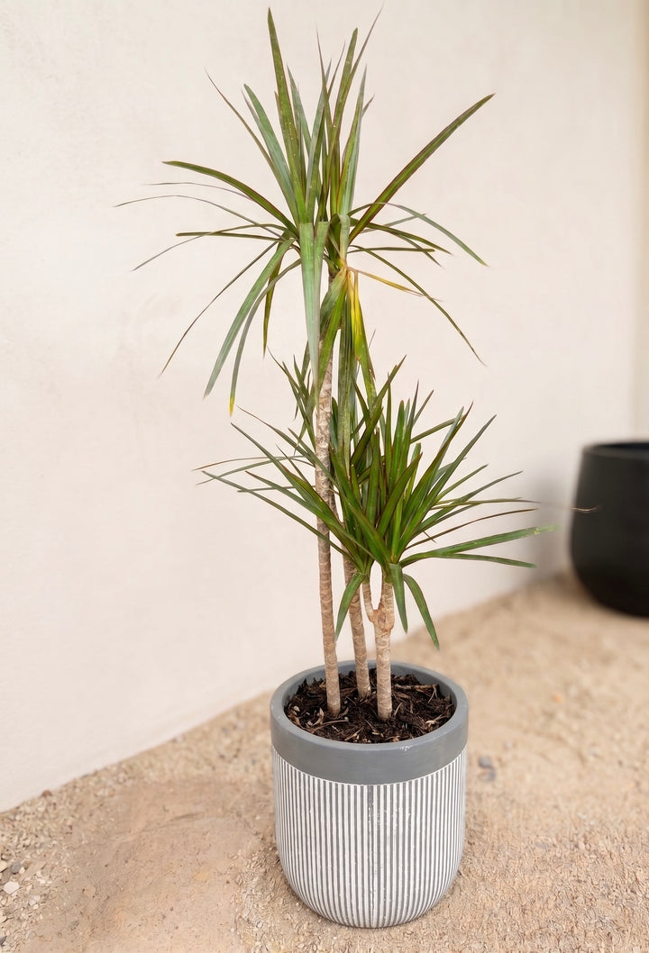 Dracena Marginata Trio