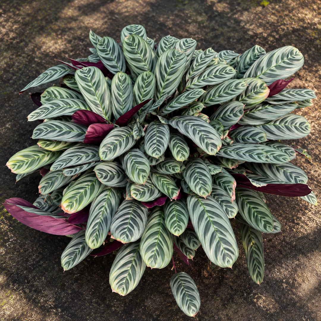 Calathea Burle Marx 5 años
