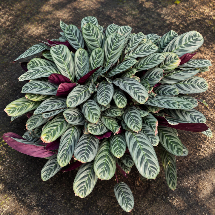 Calathea Burle Marx 5 años