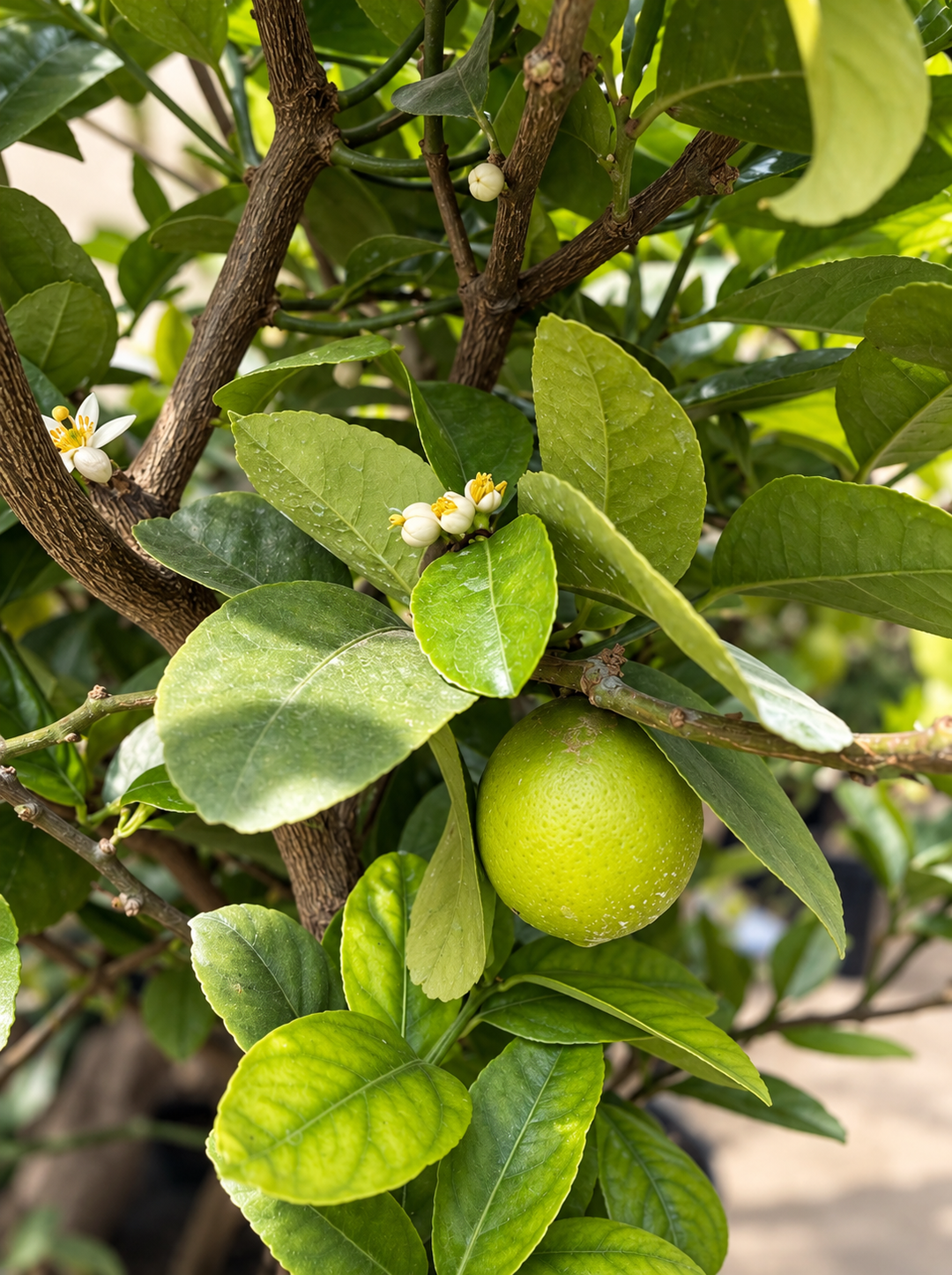 Pomelo Star Ruby
