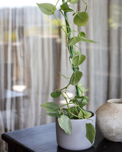 Tutor 75 cm