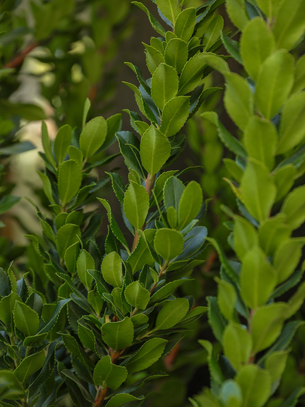 Madroño (Arbutus Unedo)