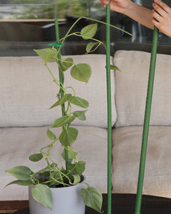 Tutor 120 Cm