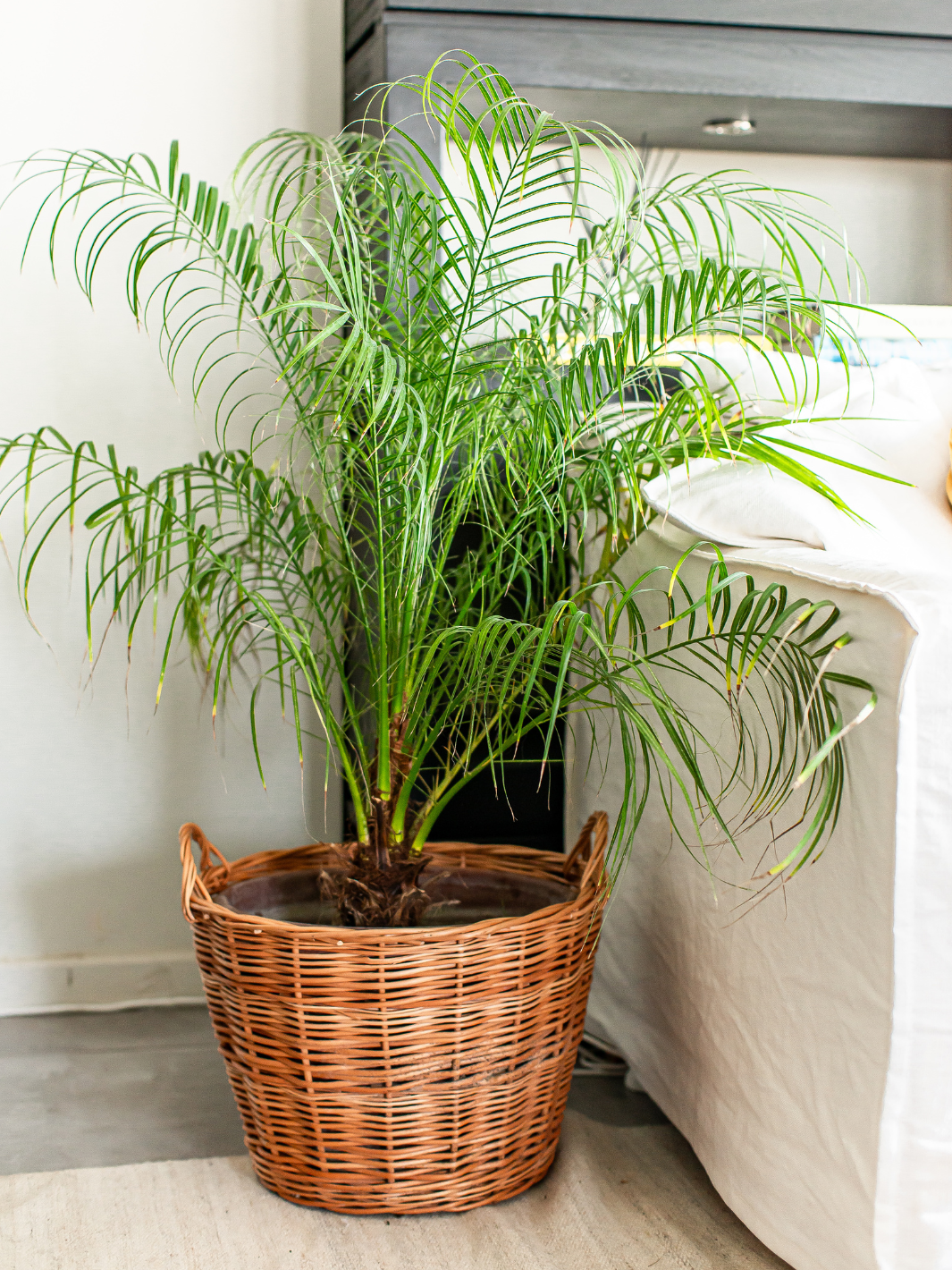 Ruby (Palmera Rubelinis) - Macetero Plastico