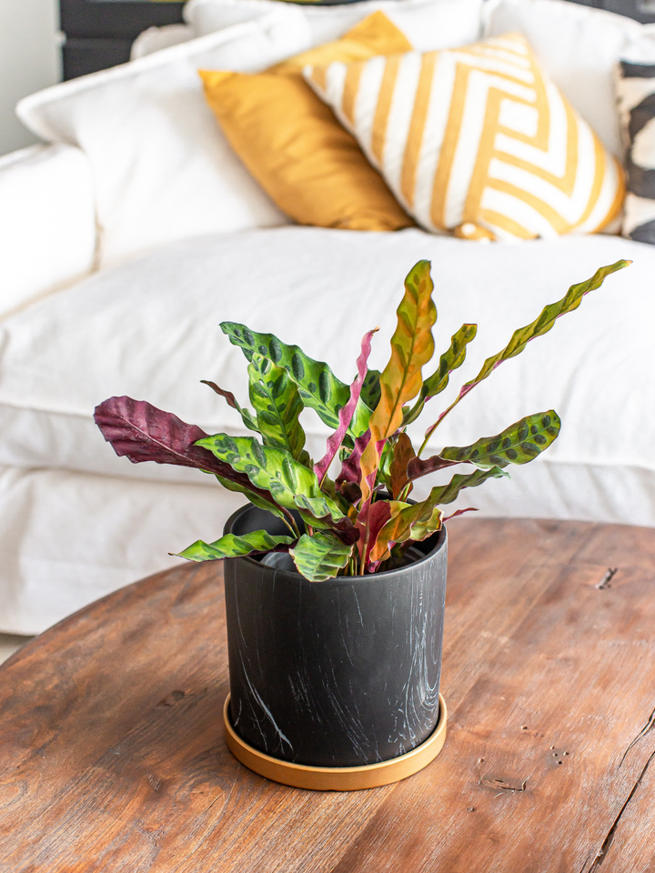 Lola (Calathea Lancifolia)