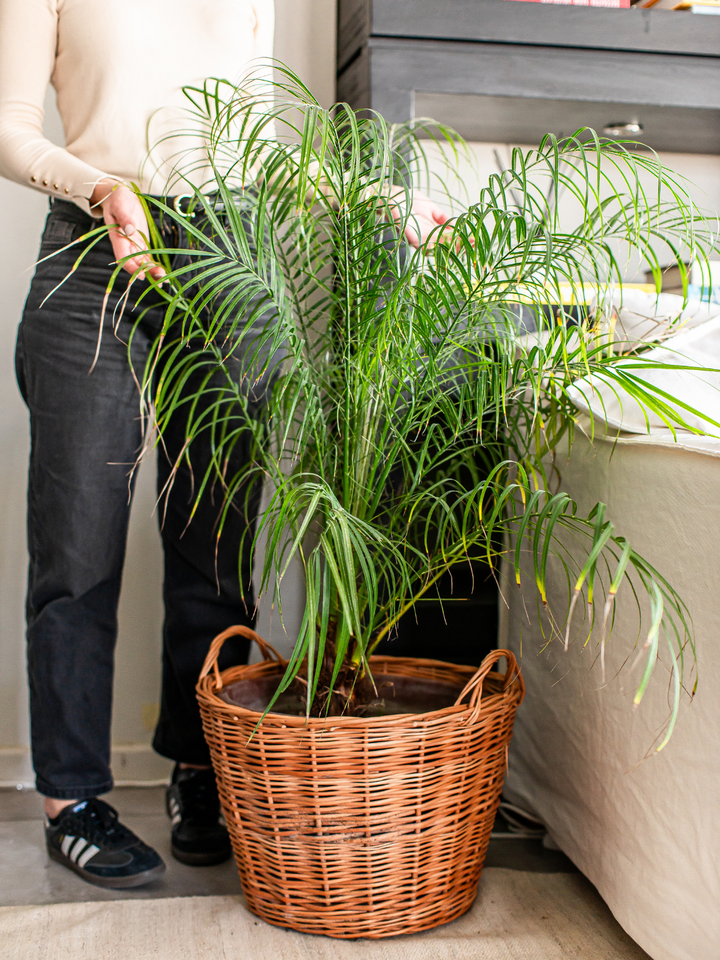 Ruby (Palmera Rubelinis)