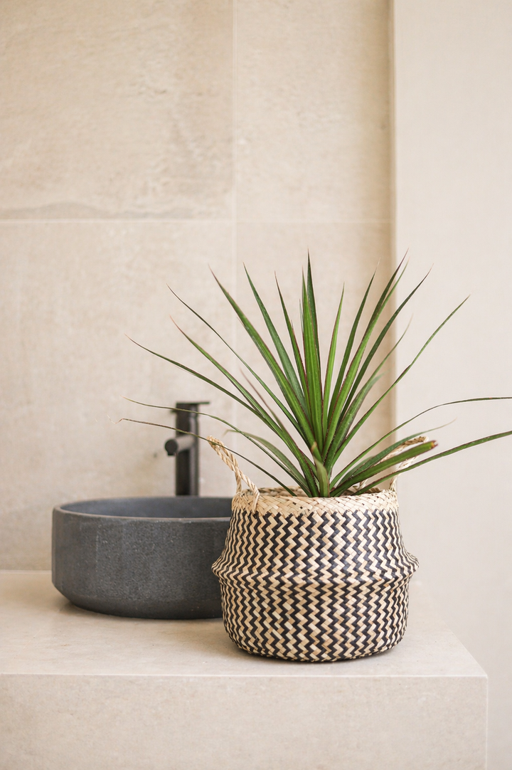Baby Margaret (Dracena Marginata)