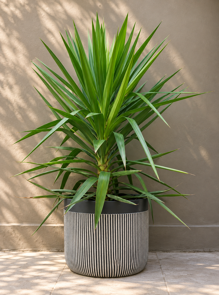 Yuli (Dracena Yucca)