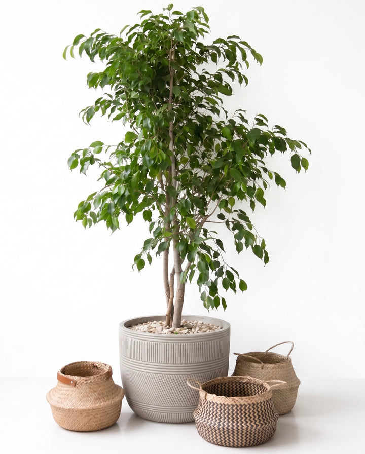 Bill XXL (Ficus Benjamina)
