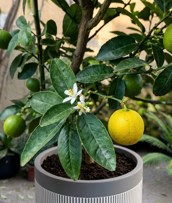 Limón de Pica (Lima Mexicana)