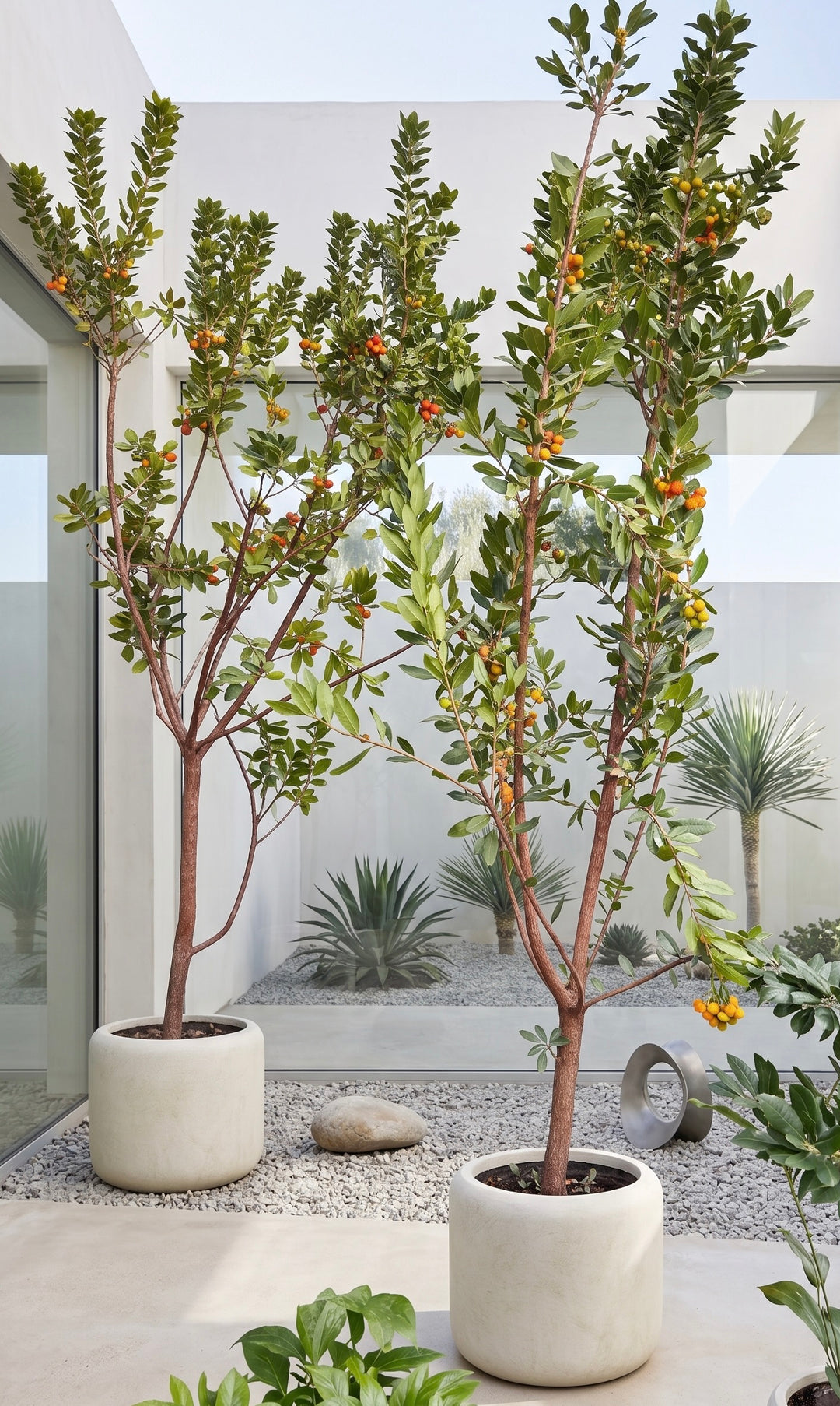 Madroño (Arbutus Unedo)