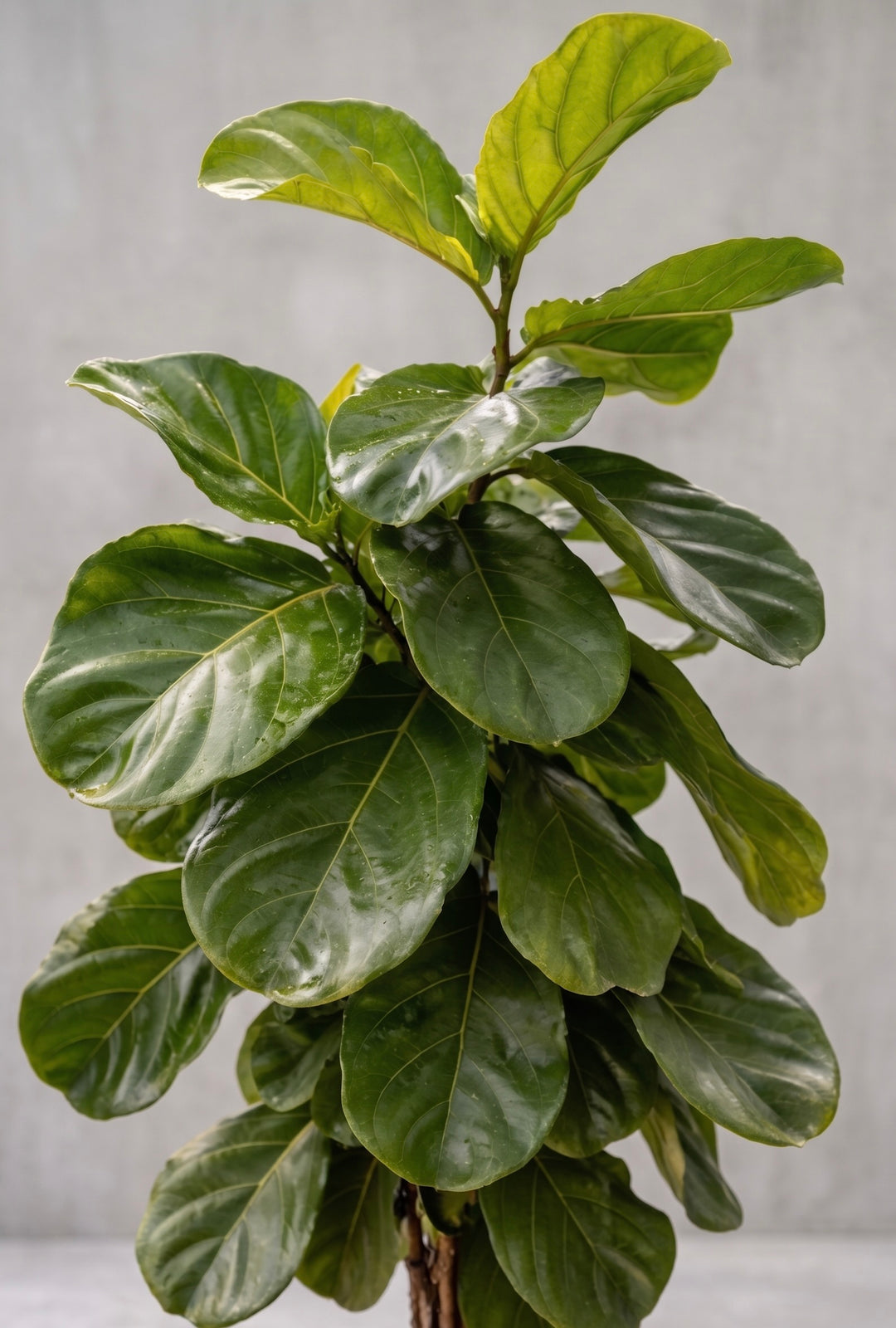 Fidel XXL (Ficus Lyrata)
