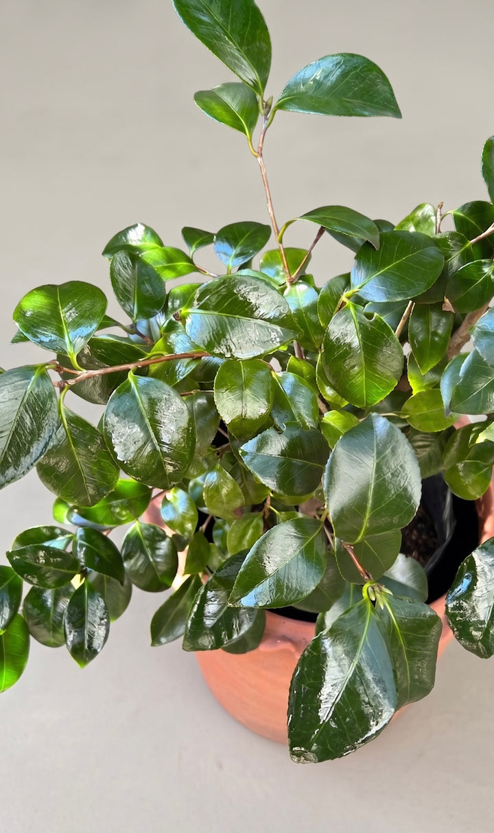 Celia XL (Camelia)