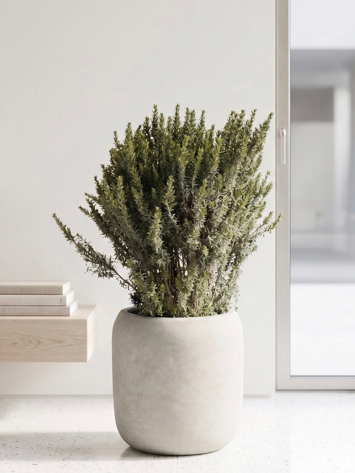 Mirto (Myrtus communis)