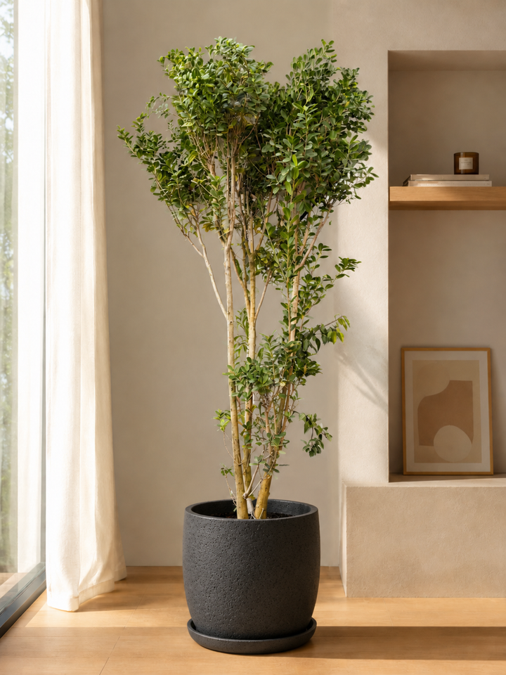Moclame XXXL (Ficus Moclame)