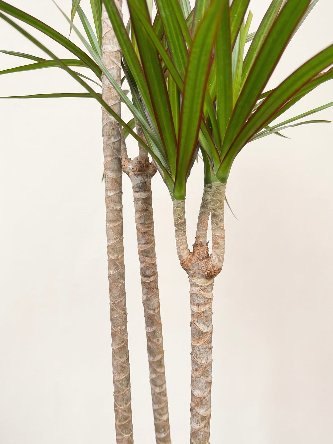 Dracena Marginata Trio