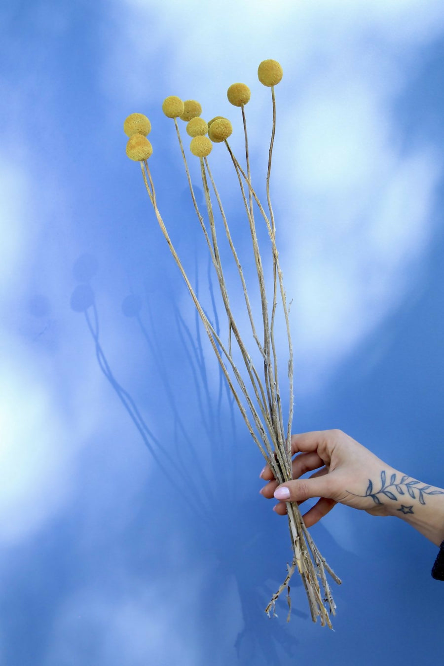 craspedia amarilla grande