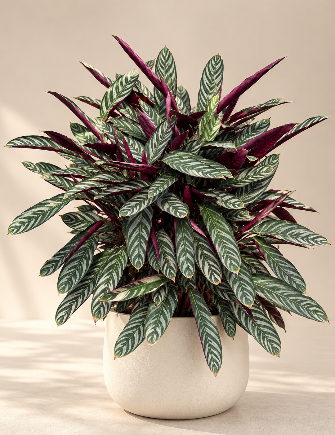 Ctenanthe Oppenheimiana Pink 5 años