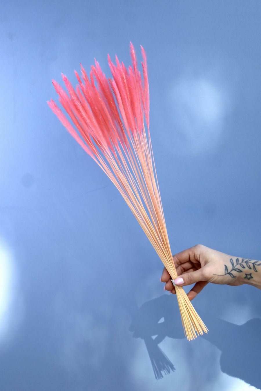 mini penisetum rosado