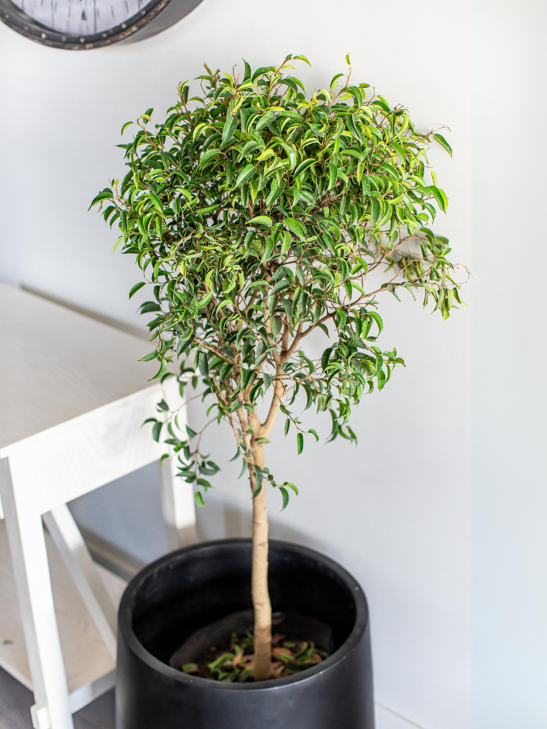 Ficus Enano - Macetero Plastico