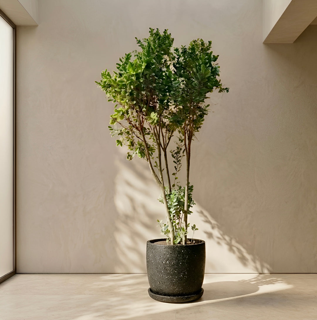 Moclame XXXL (Ficus Moclame)