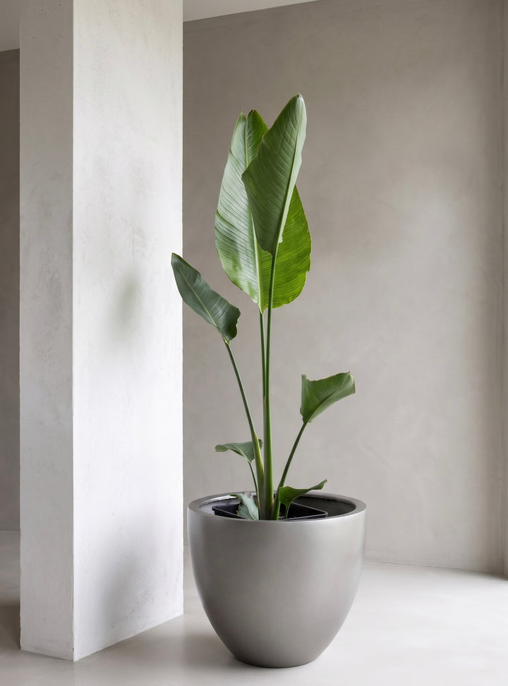 Nicolas XL (Strelitzia Nicolai)