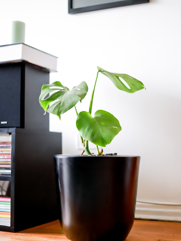 Mariana L (Monstera Deliciosa)