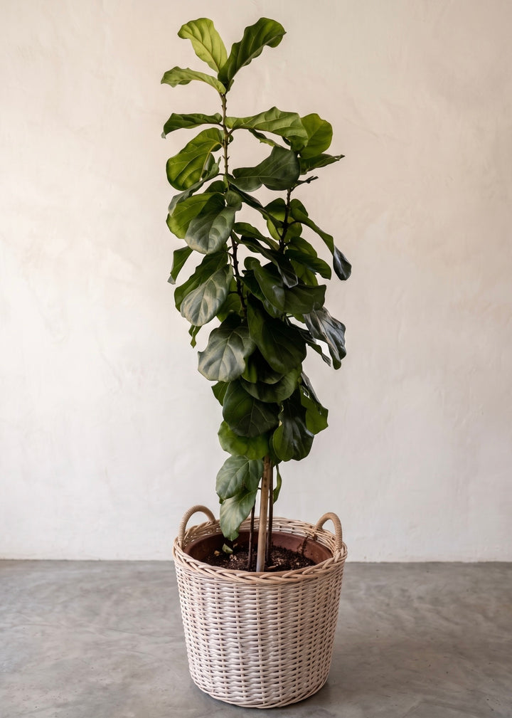 Fidel XXL (Ficus Lyrata)